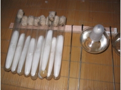 毛木耳菌种，毛木耳母种图1