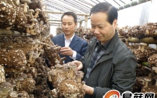 陕西省石泉县桑枝食用菌产业实现产值过亿元 ()
