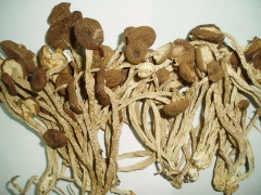 供应茶树菇(干,鲜)图1