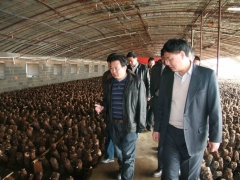 张祥茂会长与与会代表参观乐义食用菌千亩示范园   摄影：徐泽群