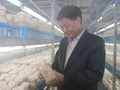 张祥茂会长认真查看食用菌生产情况   摄影：徐泽群