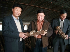 张祥茂会长、中国工程院院士李玉、常务副会长陆解人观看香菇长势   摄影：徐泽群