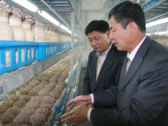 陆解人常务副会长向张祥茂会长介绍食用菌生产情况   摄影：徐泽群