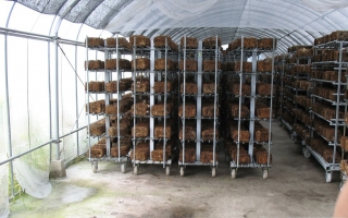 二渡东瀛 日本香菇菌砖栽培（六）