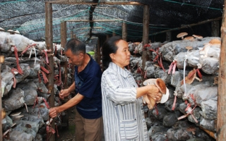 重庆：花甲老人带领村民种香菇齐致富 ()