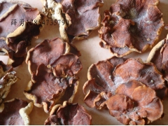 直销榆耳,毛木耳图1