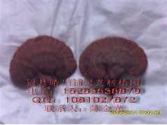 山东冠县靖当铺灵芝种植园供应灵芝图1