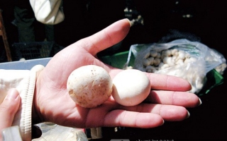 北京小学生发现蘑菇被漂白引起相关部门关注 ()