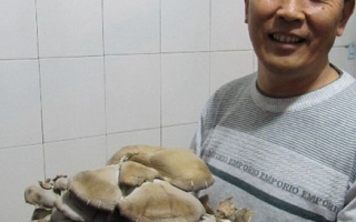 野生大蘑菇重达２斤多 ()