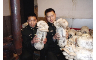 新疆军区某团战士栽培蘑菇 ()