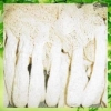 供应批发竹荪菌种