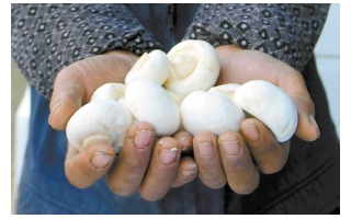 重庆启动对漂白蘑菇的大检查
