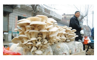 不含荧光增白剂蘑菇是否安全？ ()