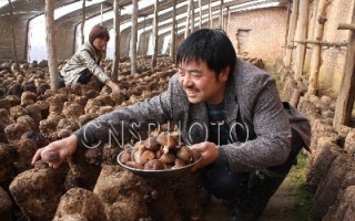 阳城县农民利用废弃桑枝栽培香菇走上了富裕路 ()