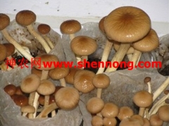 长期供应黑木耳　灵芝　蘑菇　日芝等各种食用菌图1