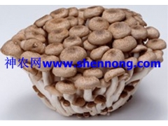 大量出售鲜蘑菇＼盐渍菇　图1