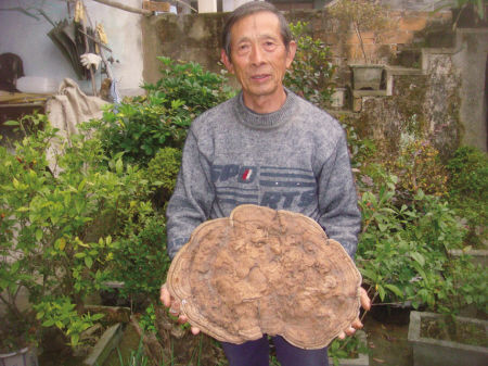 鄞州一村民在深山悬崖边采得2．2公斤特大灵芝(图)