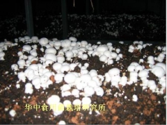 供应福建蘑菇图1