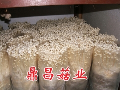 工厂化生产白色金针菇图1