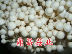 工厂化生产白色金针菇图2