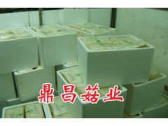 工厂化生产白色金针菇图3