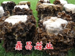 地栽黑木耳图1