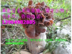 黄背毛木耳菌种 山东鱼台毛木耳菌种 毛木耳菌种图1