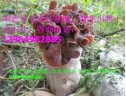 黄背毛木耳的种植技术 栽培技术 山东鱼台县黄背毛木耳种植技术