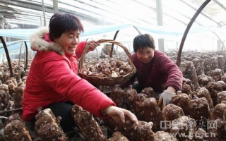 山东惠民县香菇为菜农带来2亿多收入 ()