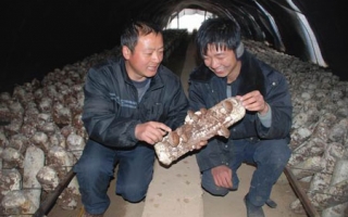 彬县建成香菇生产基地以增加农民收入 ()