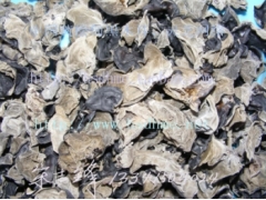 黄松甸春木耳图1