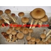 供应各种蘑菇及培育方法