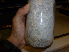 供应蘑菇菌种图1