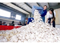 供应新鲜双饱蘑菇图1