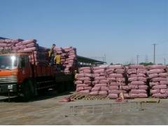 2011年1月7日棉籽壳最新报价图1