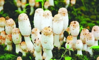在家种蘑菇收获健康 ()