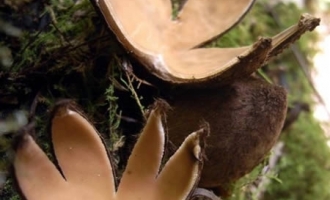 世界上10种最奇特的蘑菇 ()