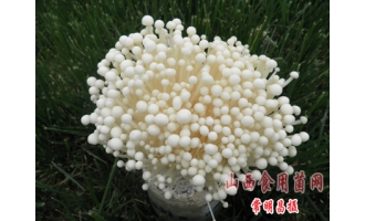 2011年山西省白色金针菇工厂化栽培主推品种 ()