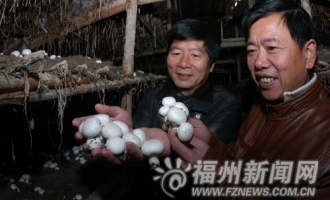 福建：猪粪替代牛粪生产蘑菇获得丰收 ()