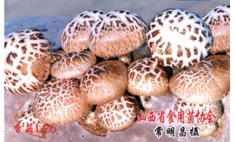 2011年山西省香菇栽培主推品种 ()