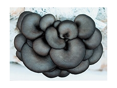 济南市稍门优质平菇菌种菇样