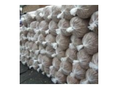 济南市稍门优质平菇菌种