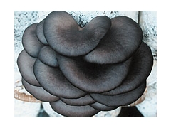 济南市稍门优质平菇菌种菇样