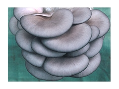 济南市稍门优质平菇菌种菇样