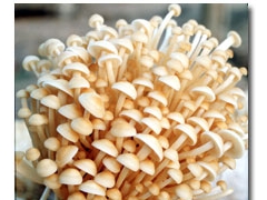 济南市稍门优质金针菇菌种菇样