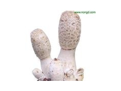 济南市稍门优质鸡腿菇菌种菇样