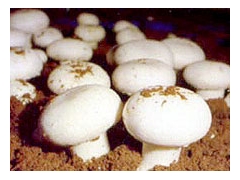 双孢菇菌种图1