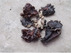 大量供应四川什邡黄背木耳图1