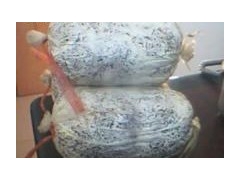 供应各种灵芝菌种图1