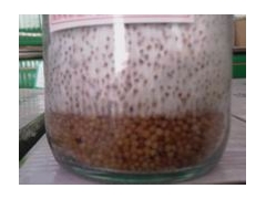 平菇菌种 母种 原种图1